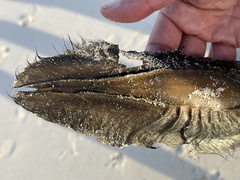 Callorhinchus capensis