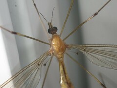 Hesperotipula