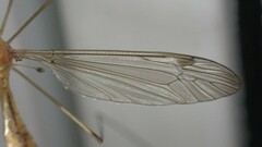 Hesperotipula