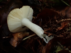 Russula solaris