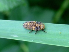 Adalia bipunctata