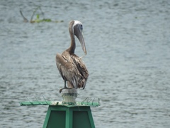Pelecanus occidentalis