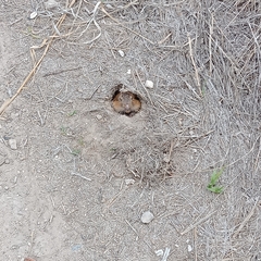 Cratogeomys castanops