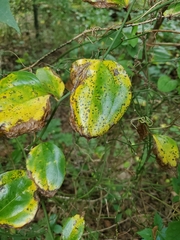 Pseudocercospora smilacicola