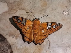 Myscelus amystis hages