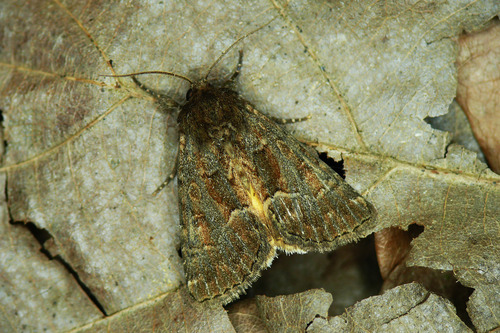 Straw Underwing