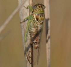 Diceroprocta delicata