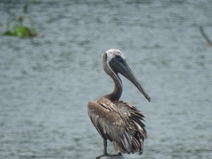 Pelecanus occidentalis