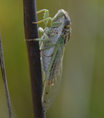 Diceroprocta delicata