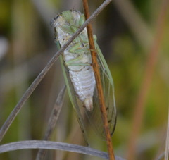 Diceroprocta delicata