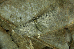 Eupithecia tripunctaria