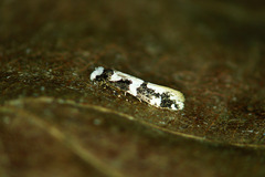 Neurothaumasia ankerella
