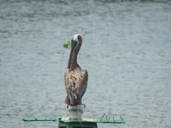 Pelecanus occidentalis