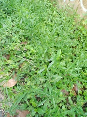 Pseudelephantopus spicatus