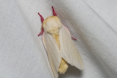 Dryocampa rubicunda alba