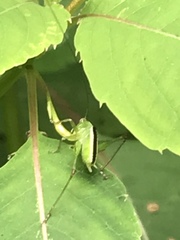 Conocephalus brevipennis