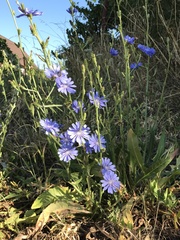 Cichorium intybus