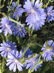 Cichorium intybus