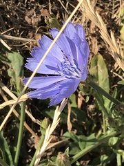 Cichorium intybus