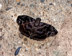 Ebrietas anacreon anacreon