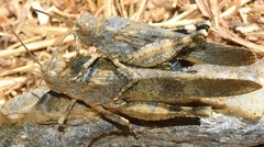 Oedipoda coerulea
