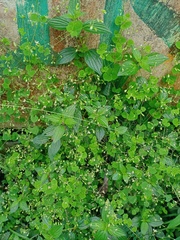 Drymaria villosa