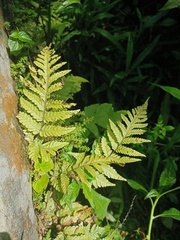 Tectaria subsageniacea