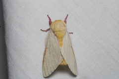 Dryocampa rubicunda alba