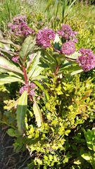 Hylotelephium telephium fabaria