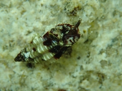 Enginella leucozona