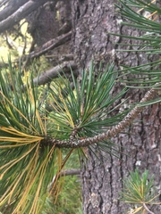 Pinus cembra