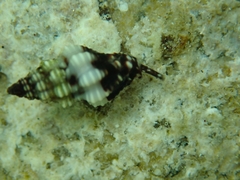 Enginella leucozona