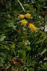 Bupleurum ranunculoides