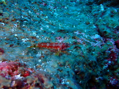 Lepidonectes corallicola