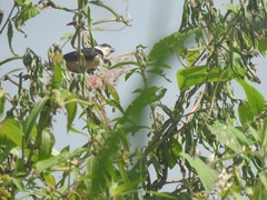 Sporophila torqueola