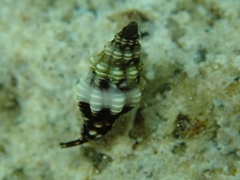 Enginella leucozona