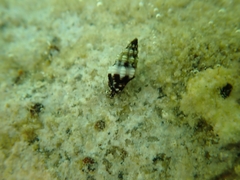 Enginella leucozona