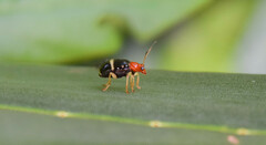 Gynandrobrotica