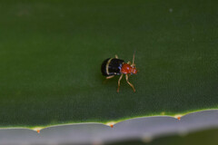 Gynandrobrotica