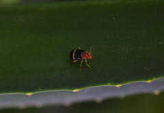 Gynandrobrotica