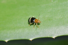 Gynandrobrotica