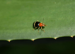 Gynandrobrotica