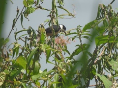 Sporophila torqueola