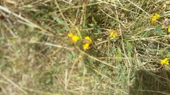 Lotus corniculatus corniculatus