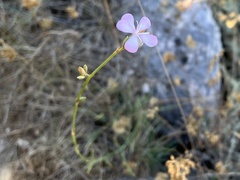 Dianthus ciliatus