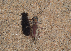 Cicindela limbata labradorensis