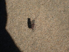 Cicindela limbata labradorensis