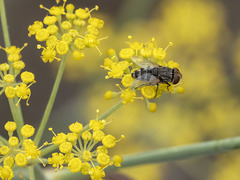 Miltogramma aurifrons