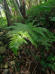 Pleocnemia conjugata
