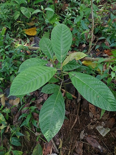 Dendrocnide stimulans observed 2022-08-17